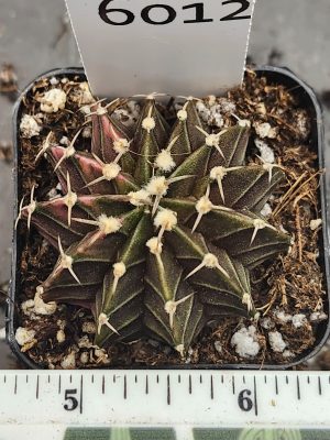 Gymnocalycium Mihanovichii Variegated Cactus dark brown and green w orange #6012