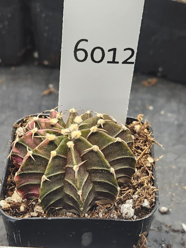 Gymnocalycium Mihanovichii Variegated Cactus dark brown and green w orange #6012 - Image 2
