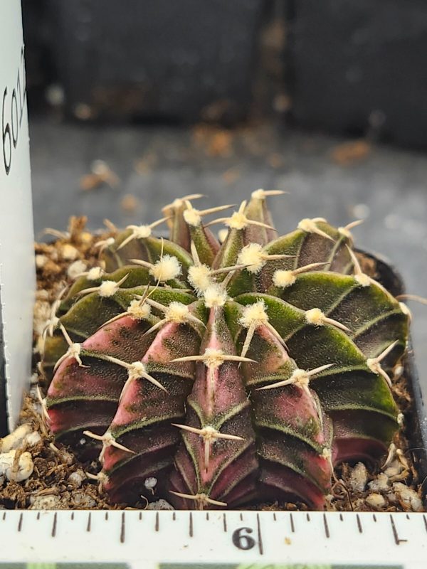 Gymnocalycium Mihanovichii Variegated Cactus dark brown and green w orange #6012 - Image 3