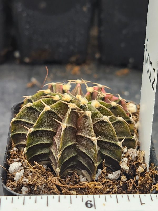 Gymnocalycium Mihanovichii Variegated Cactus dark brown and green w orange #6012 - Image 4