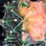 Gymnocalycium Mihanovichii Variegated Faded Half Moon Variegation #3178