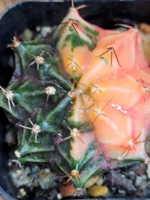 Gymnocalycium Mihanovichii Variegated Faded Half Moon Variegation #3178