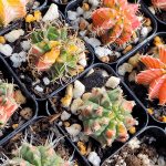 Gymnocalycium Mihanovichii Variegated Cactus Set of 3 Cacti Beautiful Multicolor
