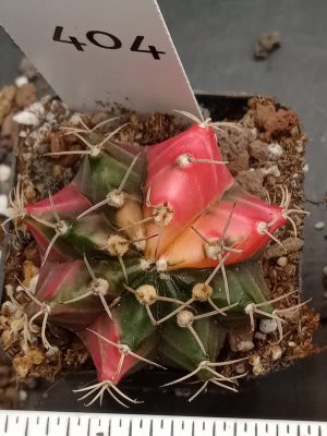 Gymnocalycium Mihanovichii Variegated Cactus Highlighted Hot Pink on Green #404