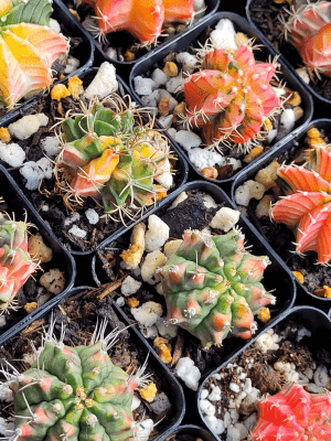 Gymnocalycium Mihanovichii Variegated Cactus Set of 3 Cacti Beautiful Multicolor