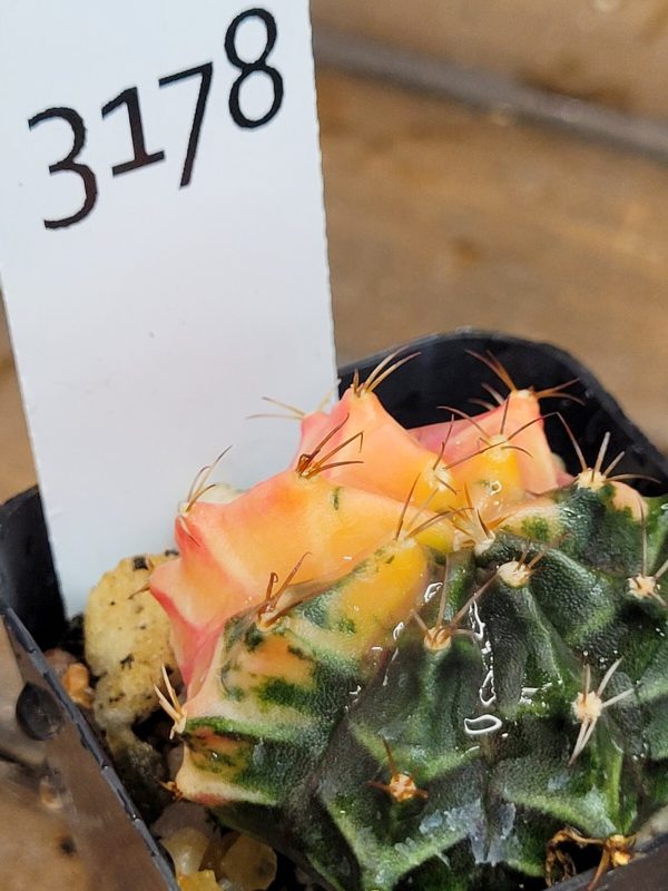 Gymnocalycium Mihanovichii Variegated Faded Half Moon Variegation #3178 - Image 3