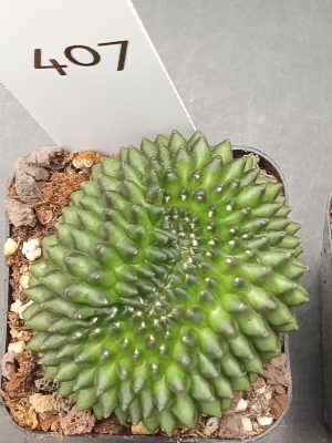 Gymnocalycium Cristata Thornless Cactus Unique Rare Cacti #407