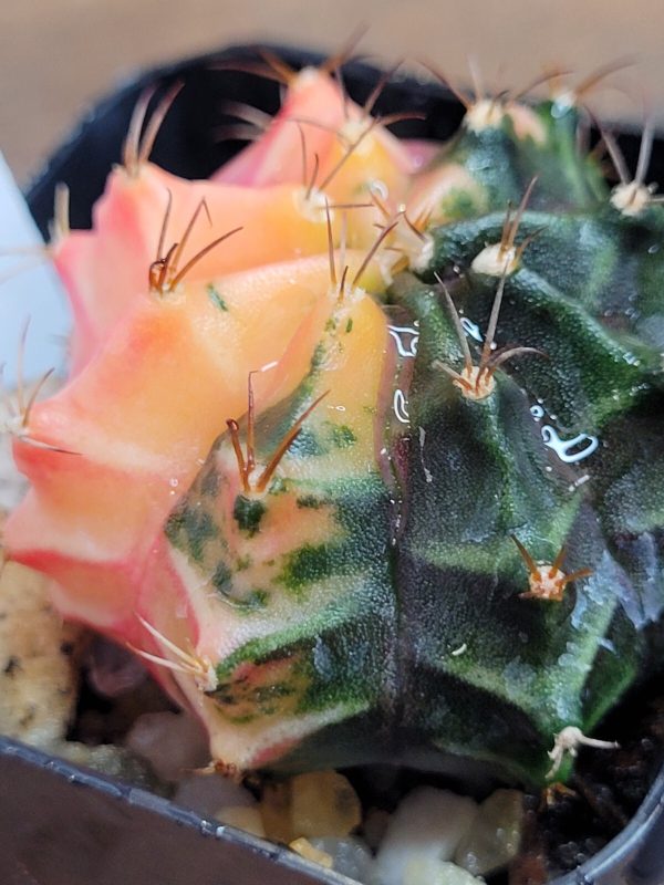 Gymnocalycium Mihanovichii Variegated Faded Half Moon Variegation #3178 - Image 4