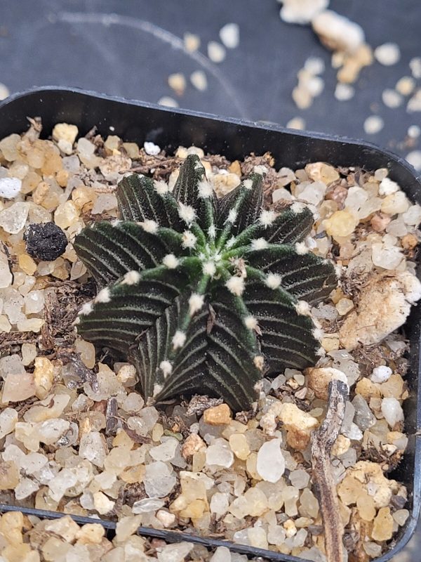 Gymnocalycium Stenopleurum VOS1241 2  Cactus, Rare, Collector, Plant, Set of 3 - Image 4