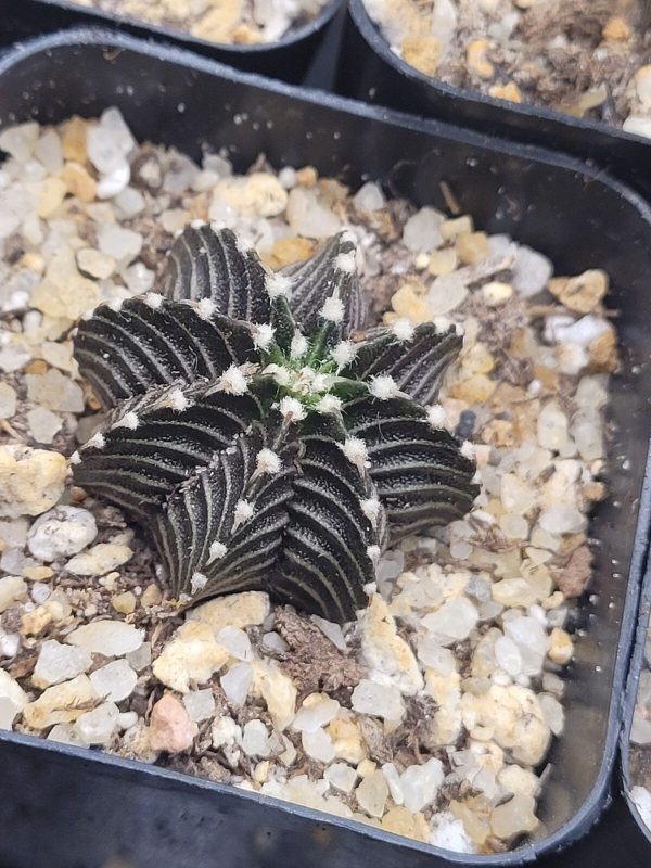 Gymnocalycium Stenopleurum VOS1241 2  Cactus, Rare, Collector, Plant, Set of 3 - Image 7