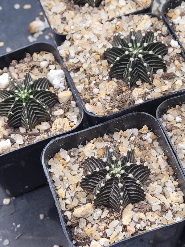 Gymnocalycium Stenopleurum VOS1241 2  Cactus, Rare, Collector, Plant, Set of 3 - Image 8