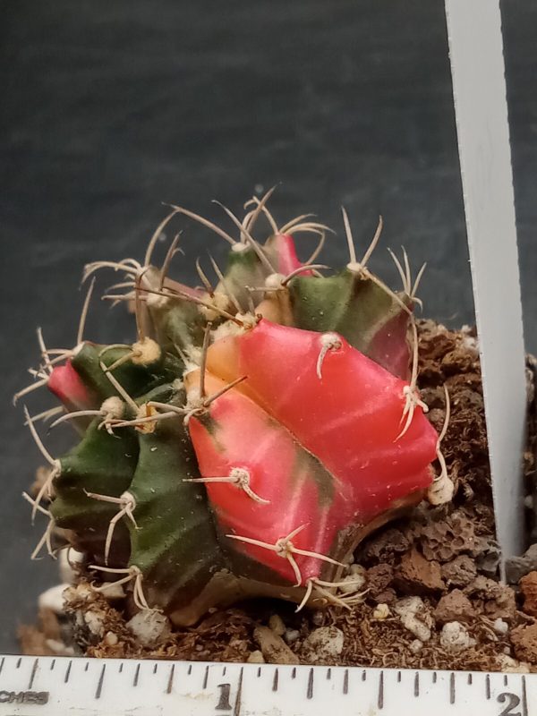 Gymnocalycium Mihanovichii Variegated Cactus Highlighted Hot Pink on Green #404 - Image 2