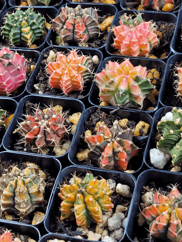 Gymnocalycium Mihanovichii Variegated Cactus Set of 3 Cacti Beautiful Multicolor - Image 2