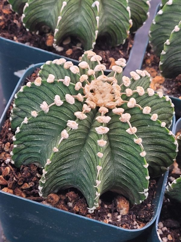 🌵 Gymnocalycium Friedrichii LB2178 Cactus, Rare, Collector, Easy Care, Plant - Image 6