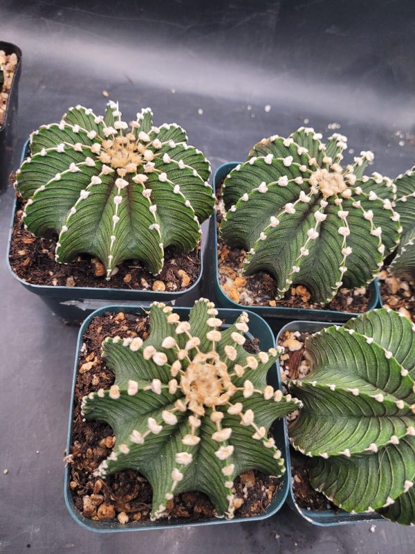 🌵 Gymnocalycium Friedrichii LB2178 Cactus, Rare, Collector, Easy Care, Plant - Image 7