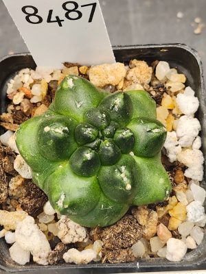 Gymnocalycium Mihanovichii INERMIS Kikko MONSTROSE #8487