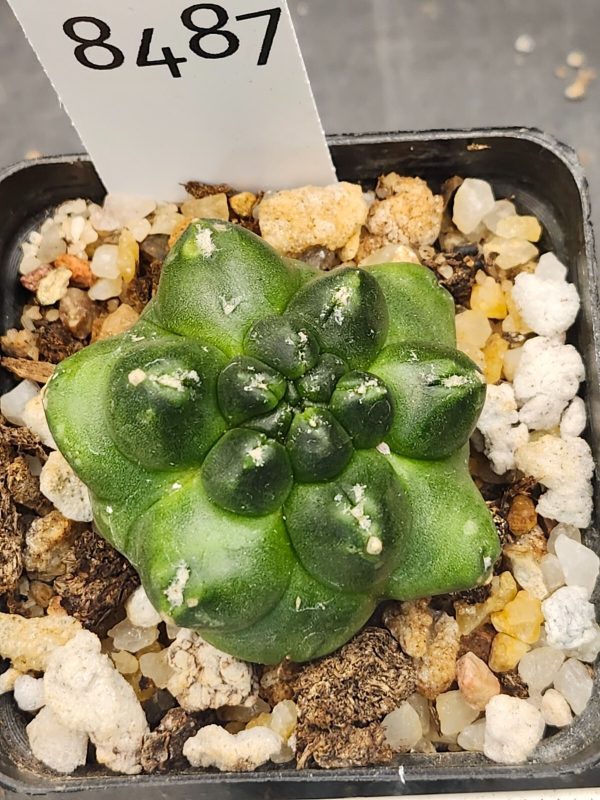 Gymnocalycium Mihanovichii INERMIS Kikko MONSTROSE #8487
