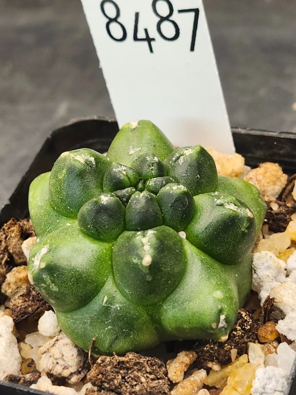 Gymnocalycium Mihanovichii INERMIS Kikko MONSTROSE #8487 - Image 2