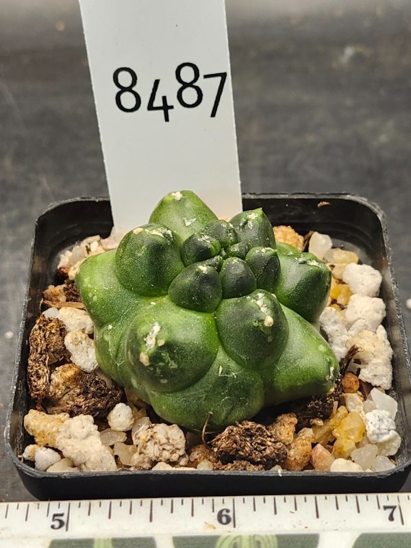 Gymnocalycium Mihanovichii INERMIS Kikko MONSTROSE #8487 - Image 3