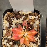 Gymnocalycium Mihanovichii Variegated Adorable Pink Variegation #9008