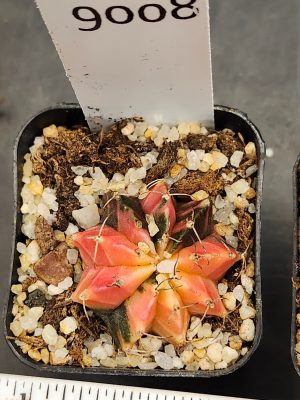 Gymnocalycium Mihanovichii Variegated Adorable Pink Variegation #9008