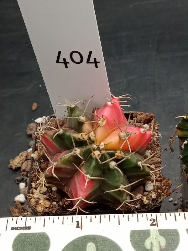 Gymnocalycium Mihanovichii Variegated Cactus Highlighted Hot Pink on Green #404 - Image 3