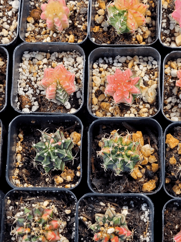 Gymnocalycium Mihanovichii Variegated Cactus Set of 3 Cacti Beautiful Multicolor - Image 3