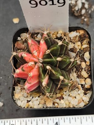 Gymnocalycium Mihanovichii Variegated Cactus Green and Pink Watermelon #9019