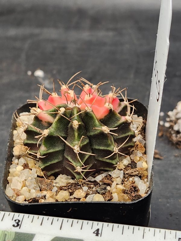 Gymnocalycium Mihanovichii Variegated Cactus Green and Pink Watermelon #9019 - Image 2