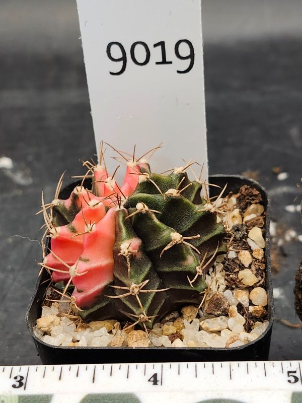 Gymnocalycium Mihanovichii Variegated Cactus Green and Pink Watermelon #9019 - Image 3