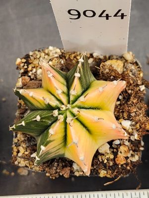 Gymnocalycium Mihanovichii Variegated Cactus Lemon and Lime Yellow & Green #9044