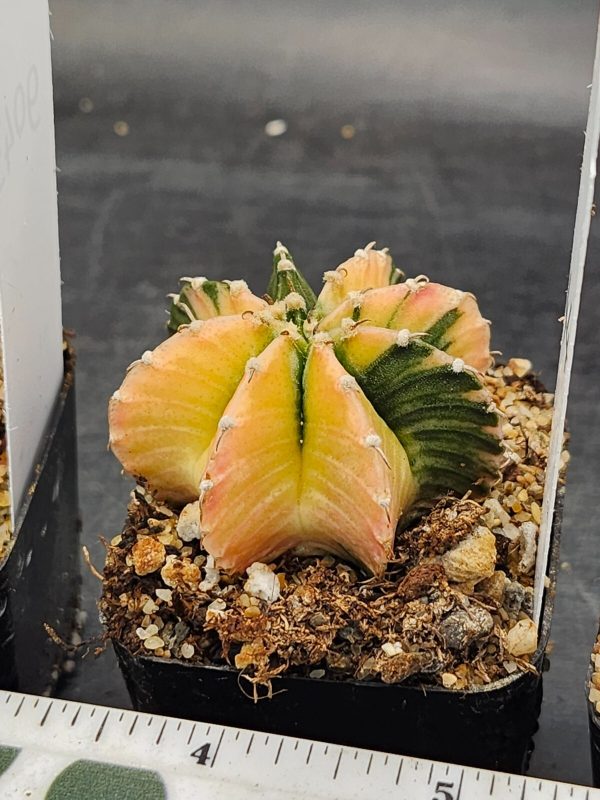 Gymnocalycium Mihanovichii Variegated Cactus Lemon and Lime Yellow & Green #9044 - Image 2