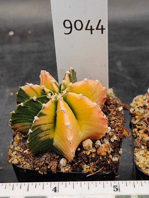 Gymnocalycium Mihanovichii Variegated Cactus Lemon and Lime Yellow & Green #9044 - Image 3