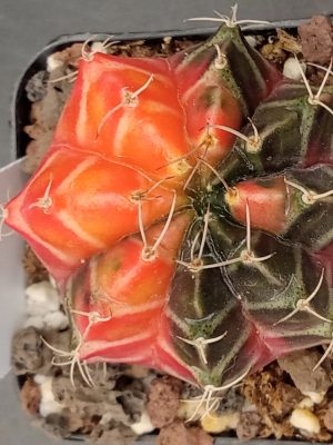 Gymnocalycium Mihanovichii Variegated Cactus Half/Half Green and Orange #403