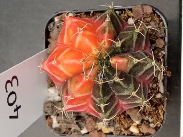 Gymnocalycium Mihanovichii Variegated Cactus Half/Half Green and Orange #403