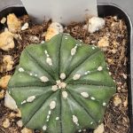 Astrophytum Asterias Cactus 2 inch pot Slight Spots Cacti #8529