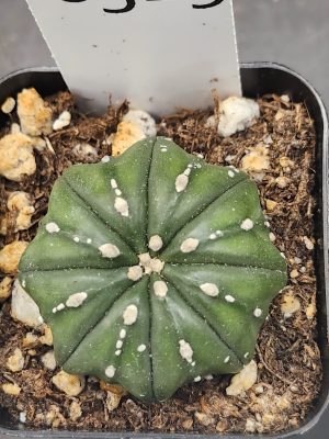 Astrophytum Asterias Cactus 2 inch pot Slight Spots Cacti #8529