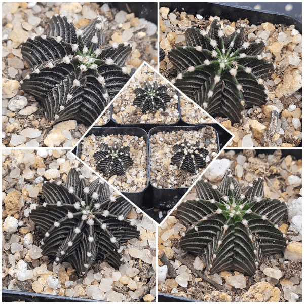 Gymnocalycium Stenopleurum VOS1241 2  Cactus, Rare, Collector, Plant, Set of 3