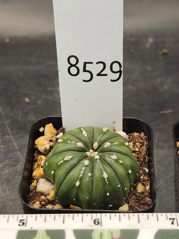 Astrophytum Asterias Cactus 2 inch pot Slight Spots Cacti #8529 - Image 3