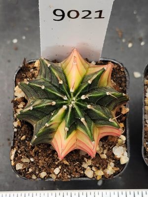 Gymnocalycium Mihanovichii Variegated Cactus Green and Yellow Pink #9021