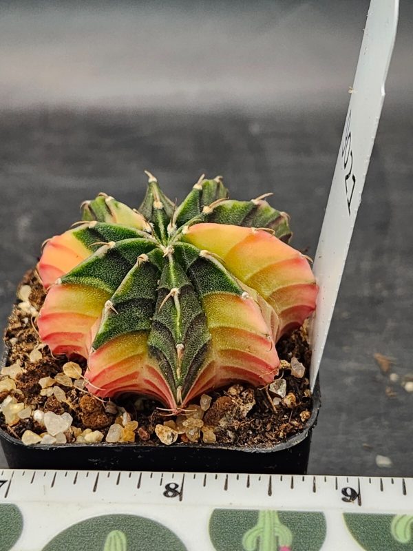 Gymnocalycium Mihanovichii Variegated Cactus Green and Yellow Pink #9021 - Image 2