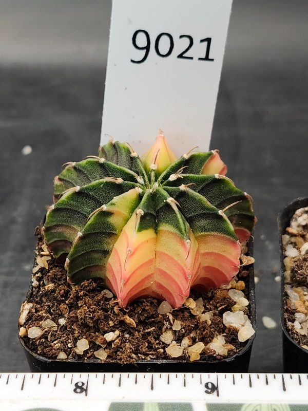 Gymnocalycium Mihanovichii Variegated Cactus Green and Yellow Pink #9021 - Image 3