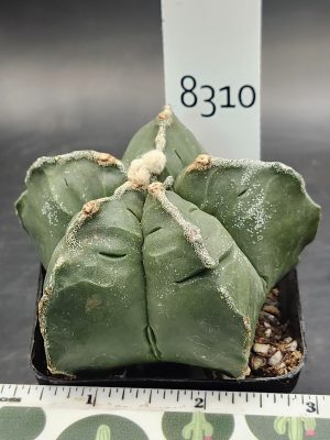 Astrophytum Myriostigma Bishop's Cap Cactus Fat RIbs Cool Ribs Cacti #8310