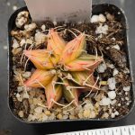 Gymnocalycium Mihanovichii Variegated Light Yellow Variegation #9022