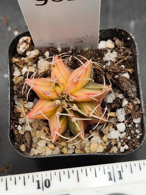 Gymnocalycium Mihanovichii Variegated Light Yellow Variegation #9022