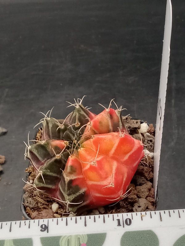 Gymnocalycium Mihanovichii Variegated Cactus Half/Half Green and Orange #403 - Image 2