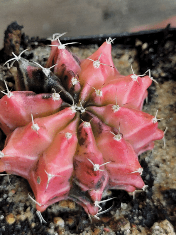 Gymnocalycium Mihanovichii Variegated Cactus Set of 3 Cacti Beautiful Multicolor - Image 5