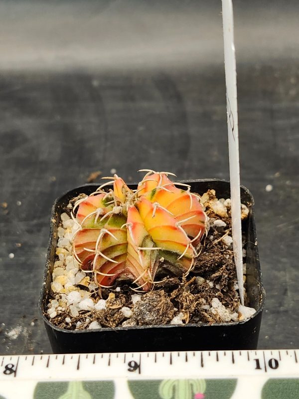 Gymnocalycium Mihanovichii Variegated Light Yellow Variegation #9022 - Image 2