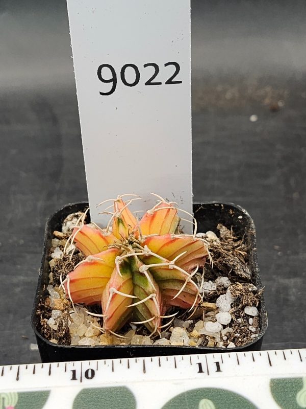 Gymnocalycium Mihanovichii Variegated Light Yellow Variegation #9022 - Image 3