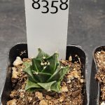 Rare Obregonia Denegrii - Artichoke Cactus, Ships Bare Root #8358